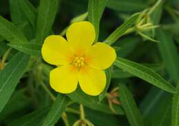 Ludwigia grandiflora var. hexapetala (Hook. & Arn.) D. B. Ward resmi