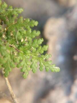 Imagem de Myriopteris viscida (Davenp.) Grusz & Windham