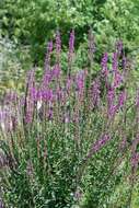 Image of Purple Loosestrife