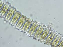 صورة Desmidium swartzii