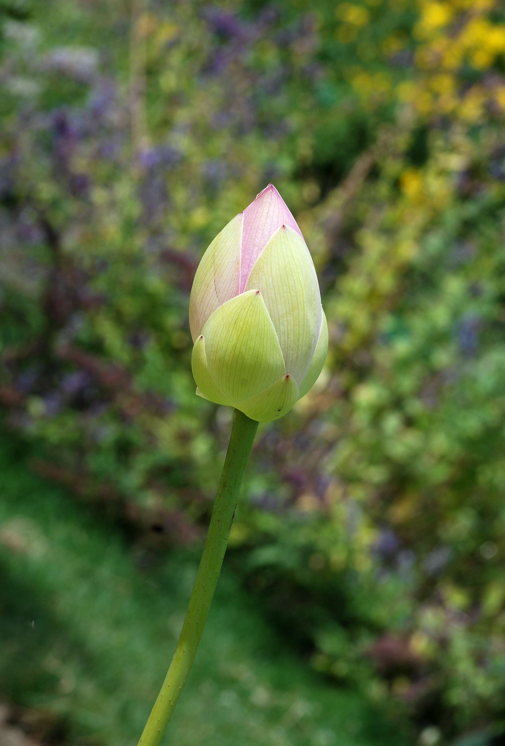 Image of sacred lotus