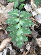 Hydrophyllum macrophyllum Nutt.的圖片