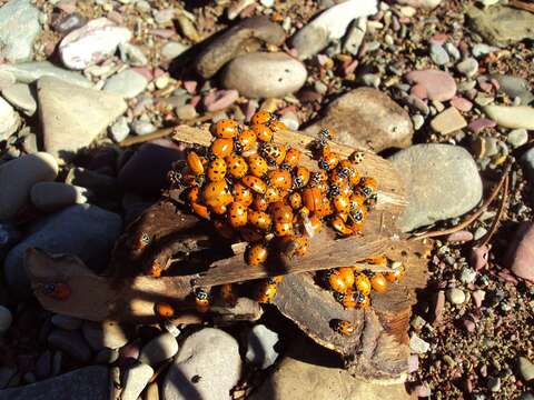 Image of Parenthesis Lady Beetle