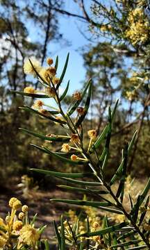 Acacia trinervata Sieber ex DC. resmi