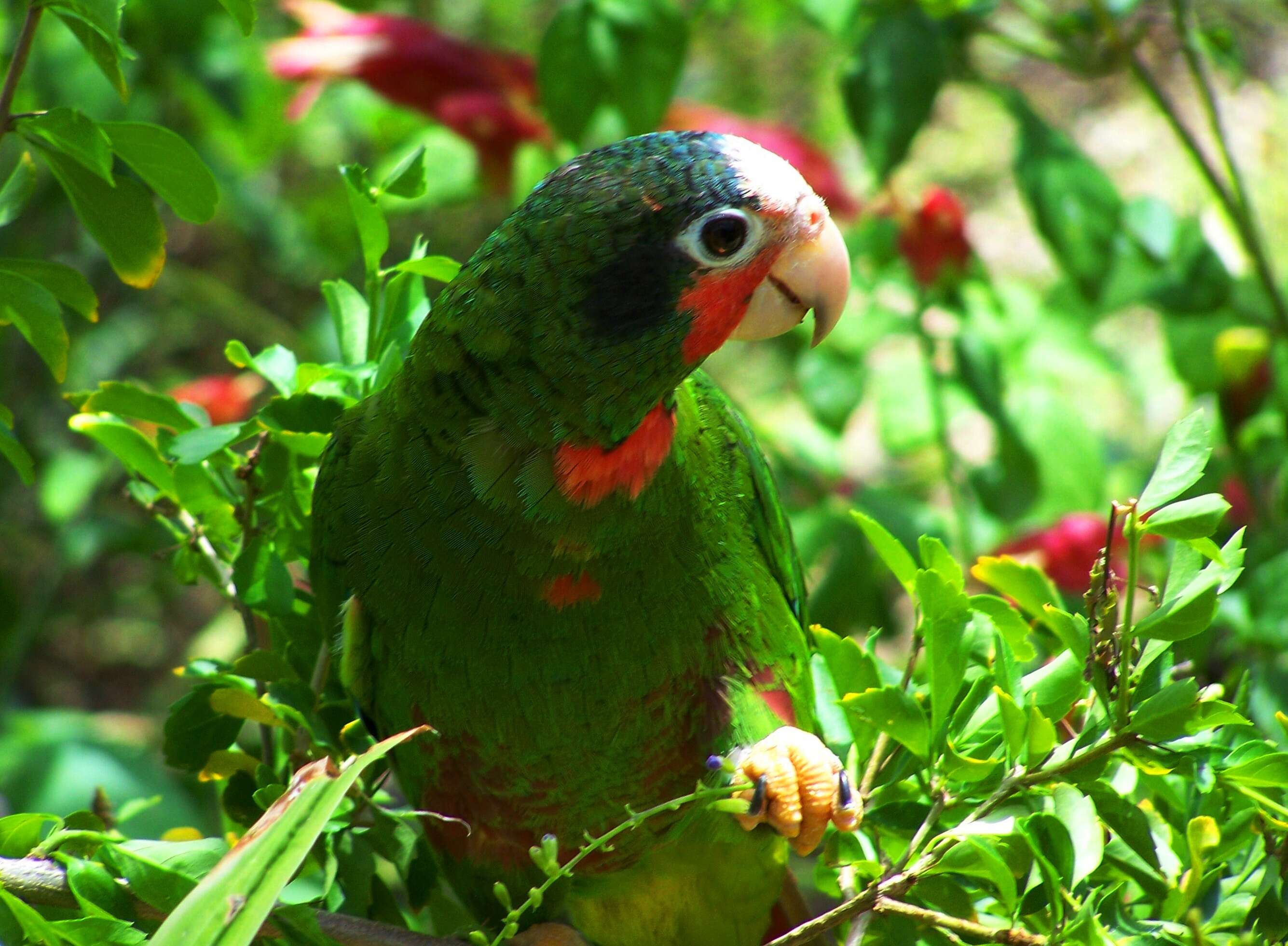 Image of Bahamas Parrot