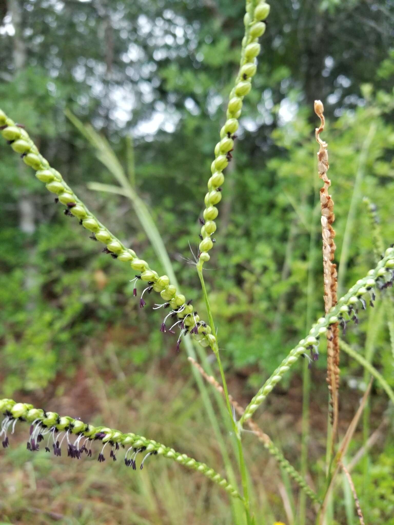 Imagem de Paspalum floridanum Michx.