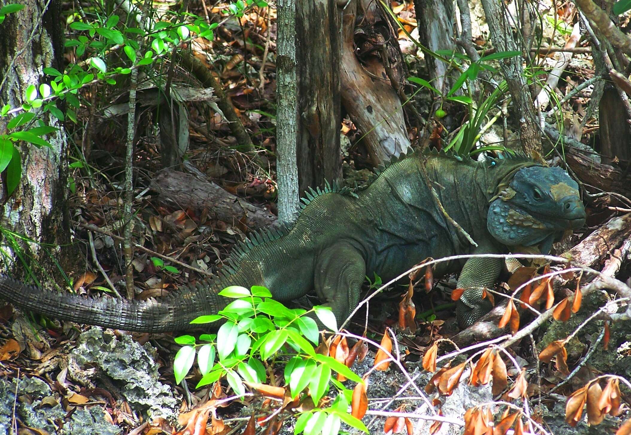 Plancia ëd Cyclura lewisi Grant 1940