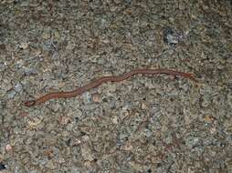 Image of Western hooded scaly-foot