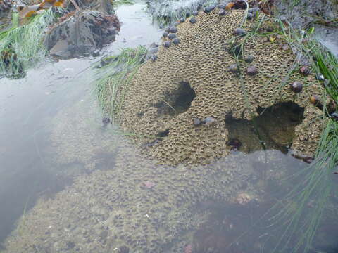 Image of Sandcastle worm