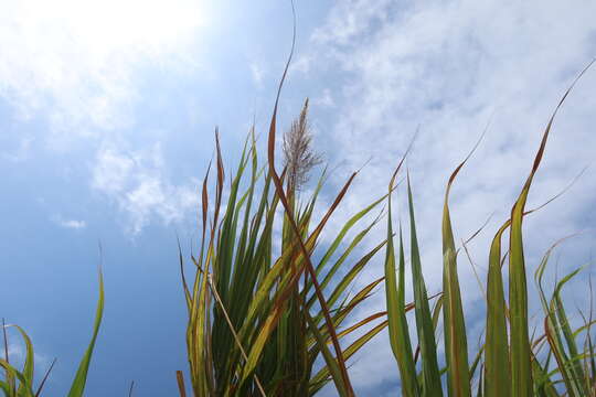 Image of wildcane