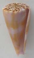 Image of Conus gloriakiiensis Kuroda & Itô 1961