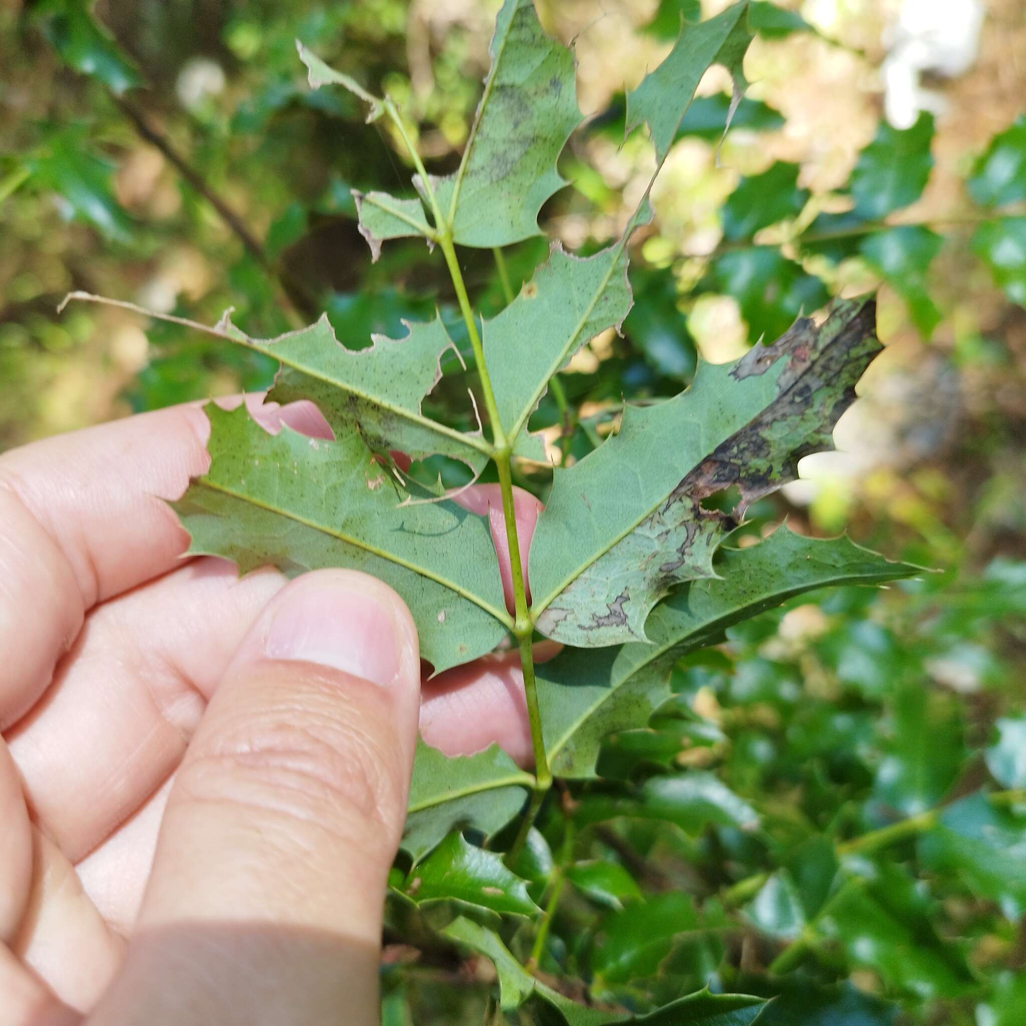 Image of Berberis volcania (Standl. & Steyerm.) J. S. Marroquin & J. E. Laferriere