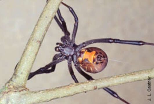 Image of brown button spider