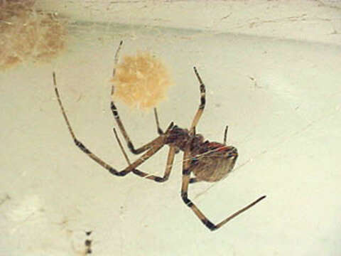 Image of brown button spider