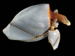Image of Goosefish Barnacle