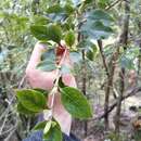 Image of Coprosma tenuifolia Cheeseman