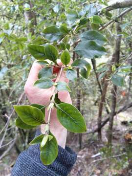 Imagem de Coprosma tenuifolia Cheeseman