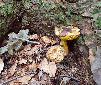 Image of Pseudoboletus