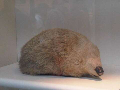 Image of giant golden mole