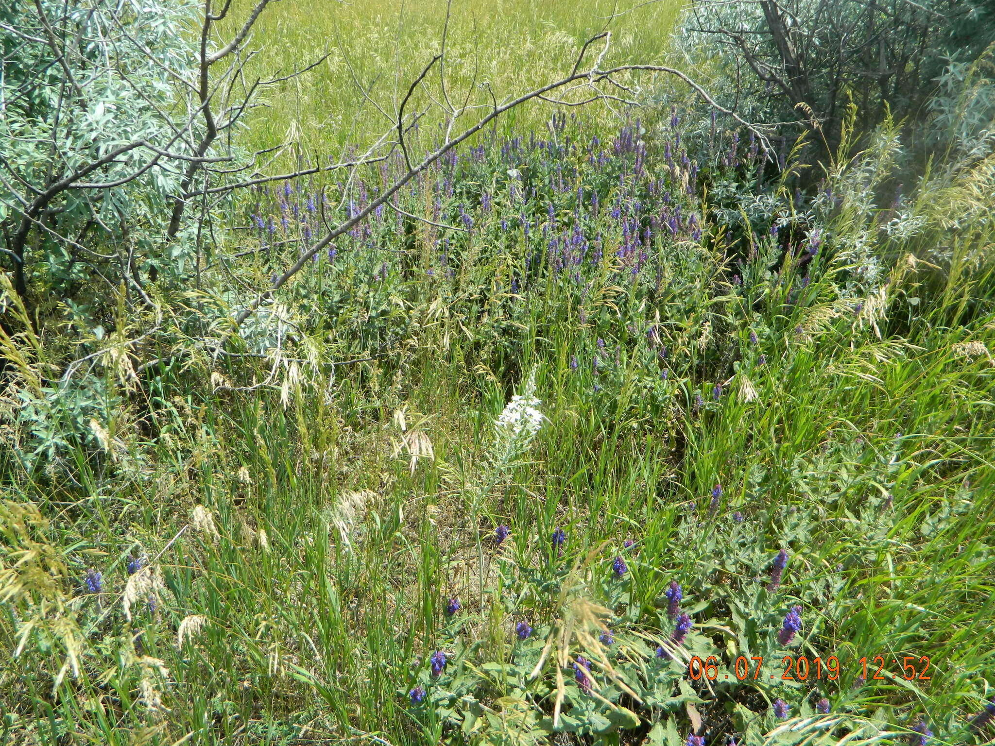 Image of Ornithogalum fischerianum Krasch.