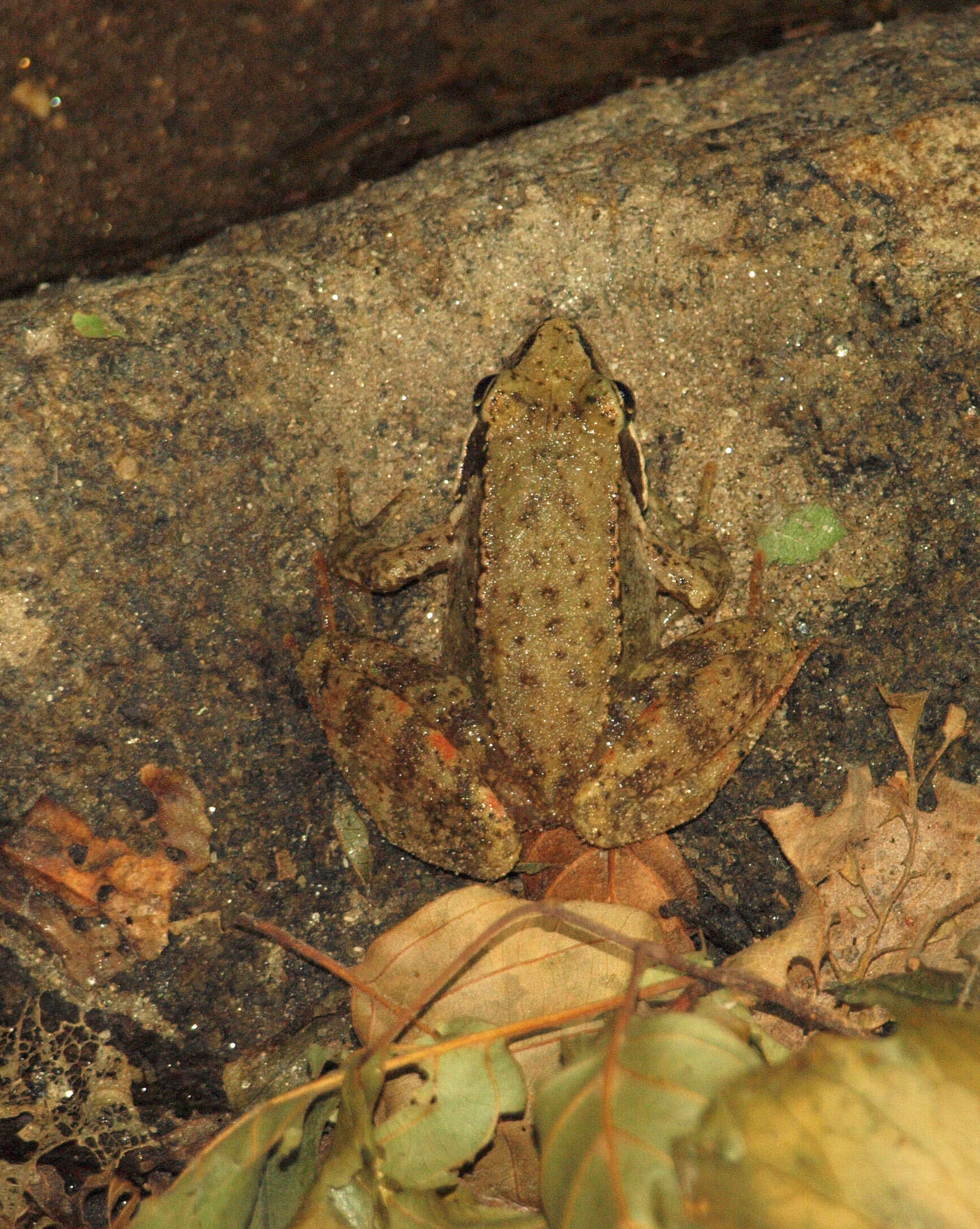 Image of Iberian Frog