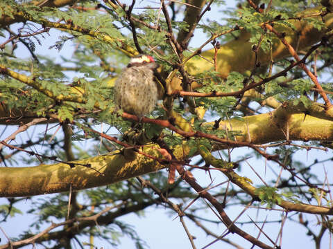 Image of Red-fronted Barbet