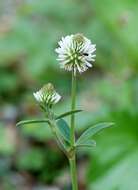 Imagem de Trifolium montanum L.