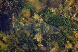 Image of Black flathead