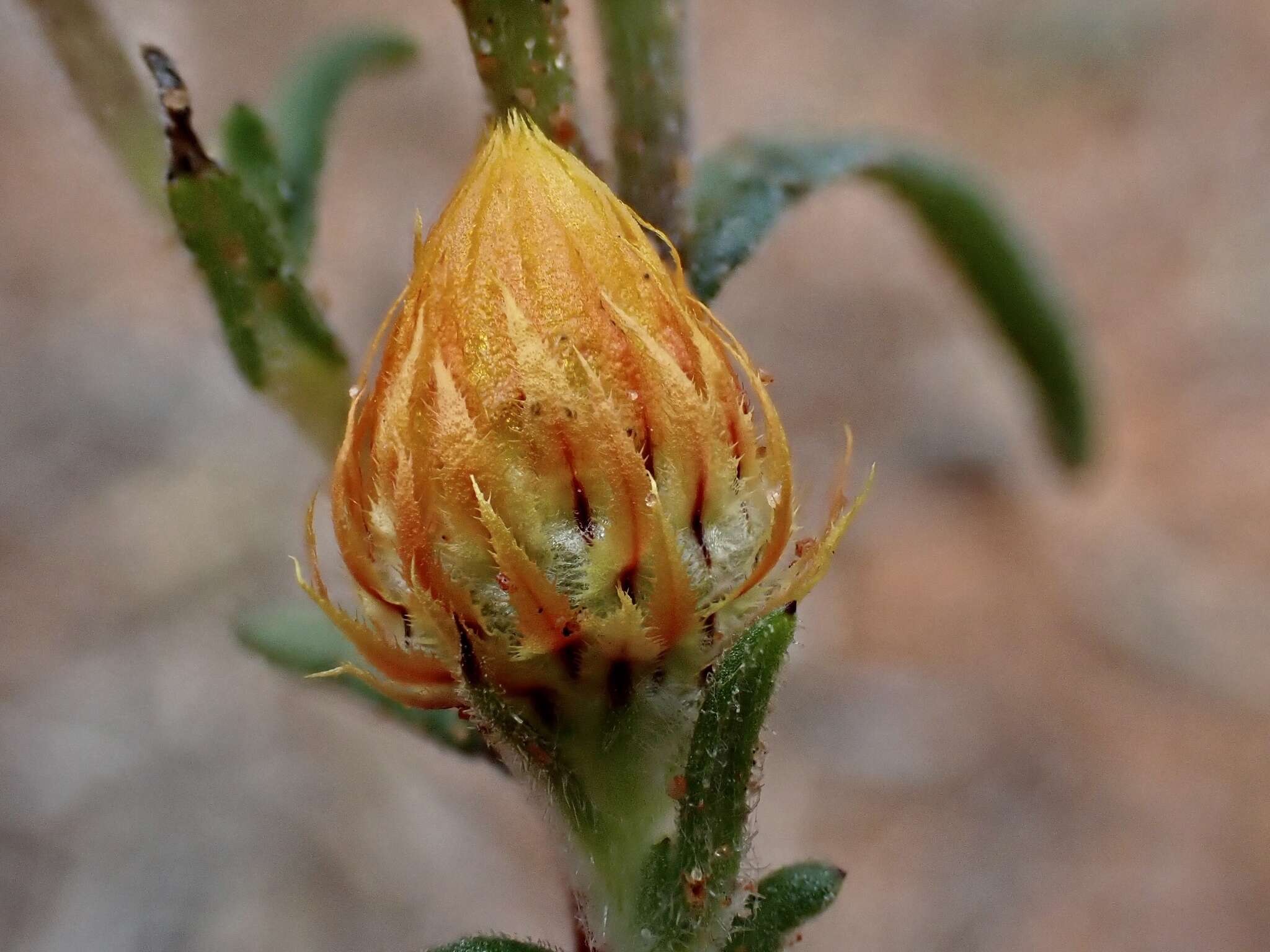 Imagem de <i>Waitzia <i>acuminata</i></i> var. acuminata