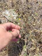 Image of woodland sensitive pea