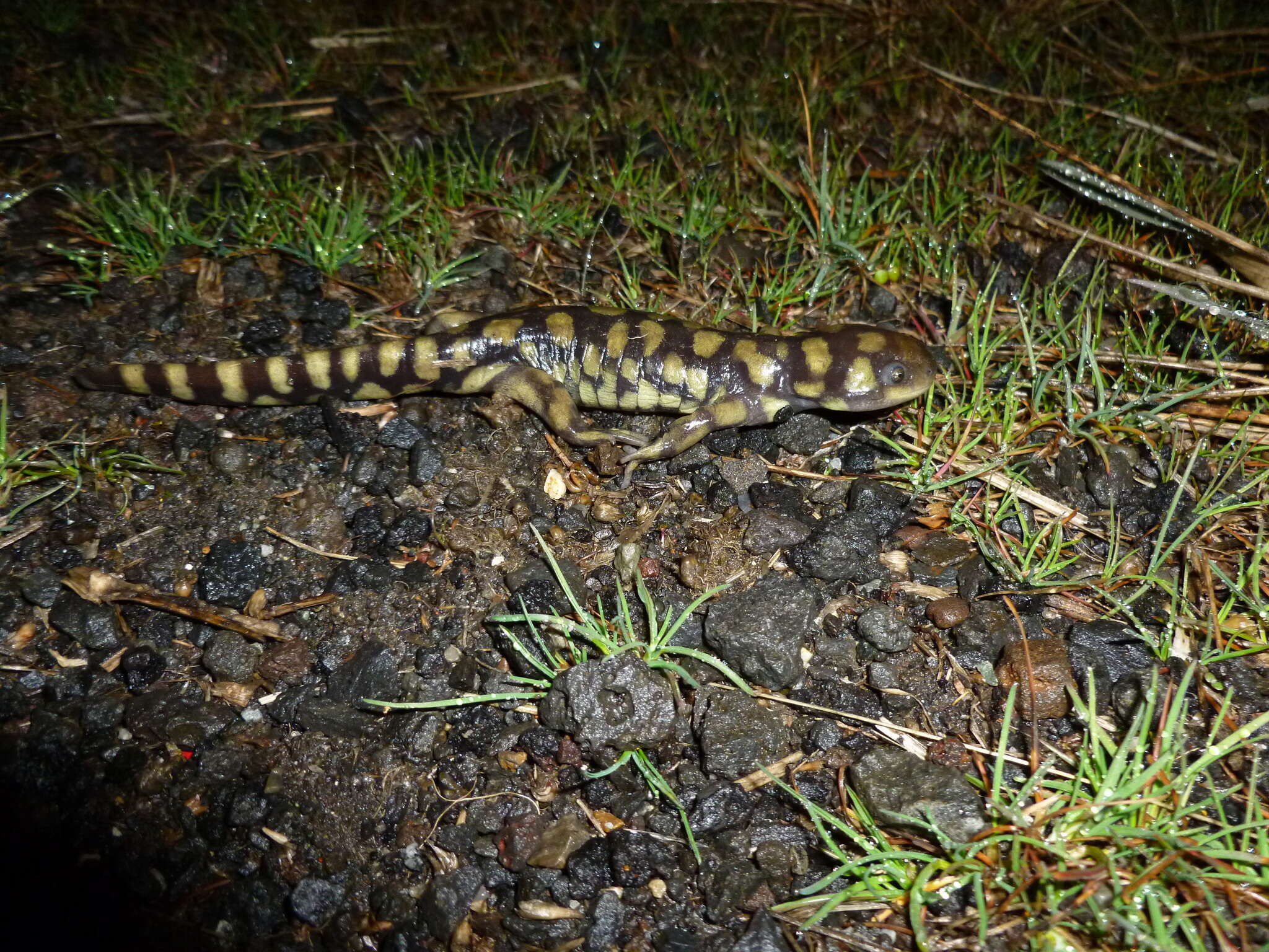 Image of Ambystoma mavortium melanostictum (Baird 1860)