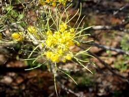 Image of Senna artemisioides subsp. filifolia