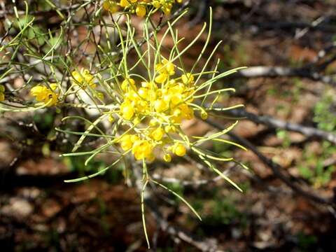 Plancia ëd Senna artemisioides subsp. filifolia