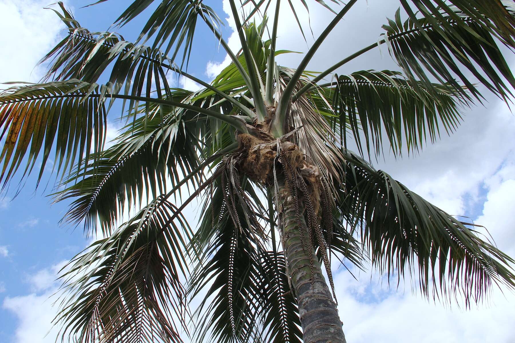 Image of Kentia Palm