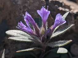 Image of Collomia debilis var. debilis