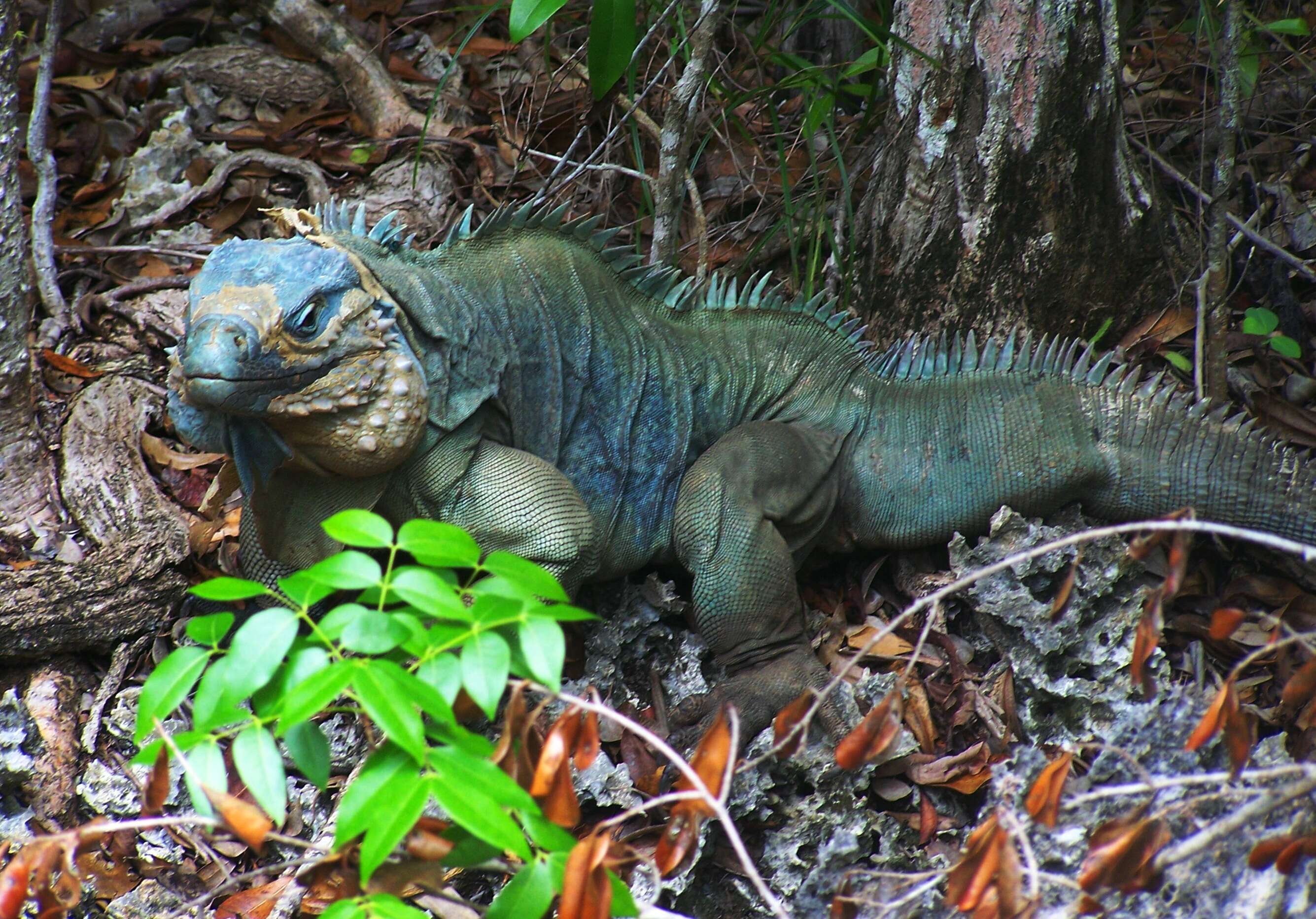 Plancia ëd Cyclura lewisi Grant 1940