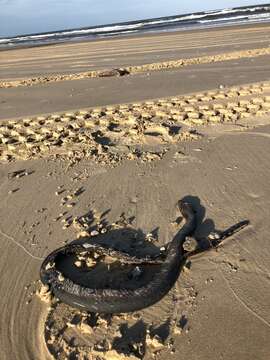 Image of Yellow-bellied sea snake