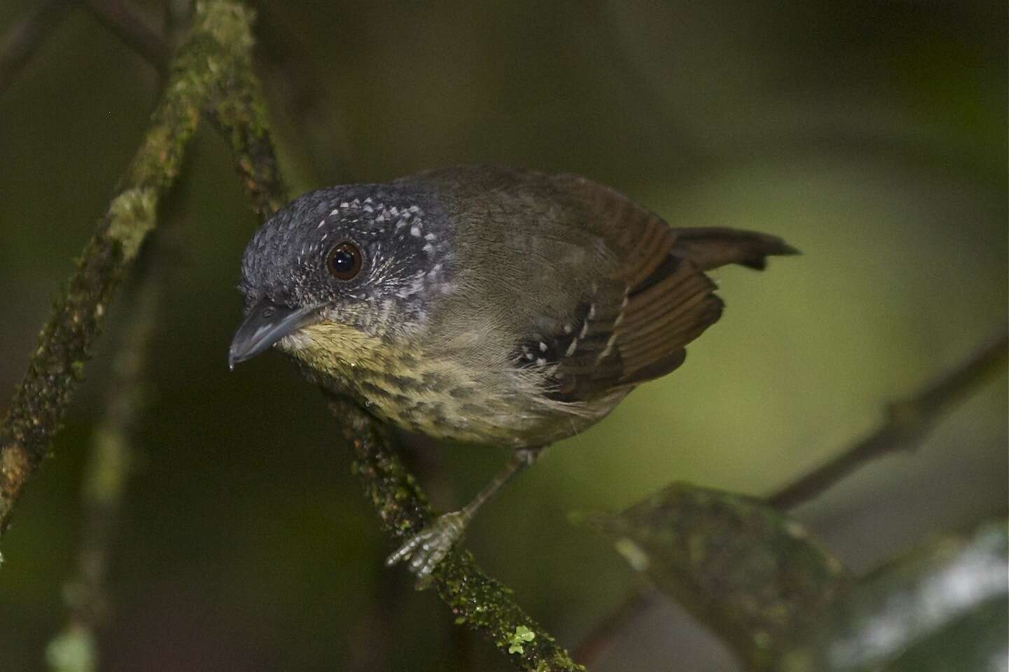 Image of Spot-breasted Antvireo