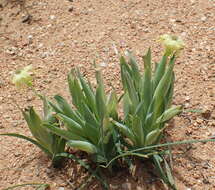 Image of Ferraria macrochlamys (Baker) Goldblatt & J. C. Manning