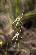 Image of Caladenia enigma Hopper & A. P. Br.