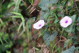 Image of Ipomoea involucrata Beauv.