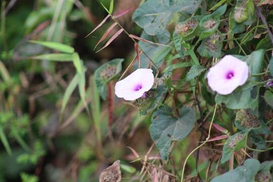 Image of Ipomoea involucrata Beauv.