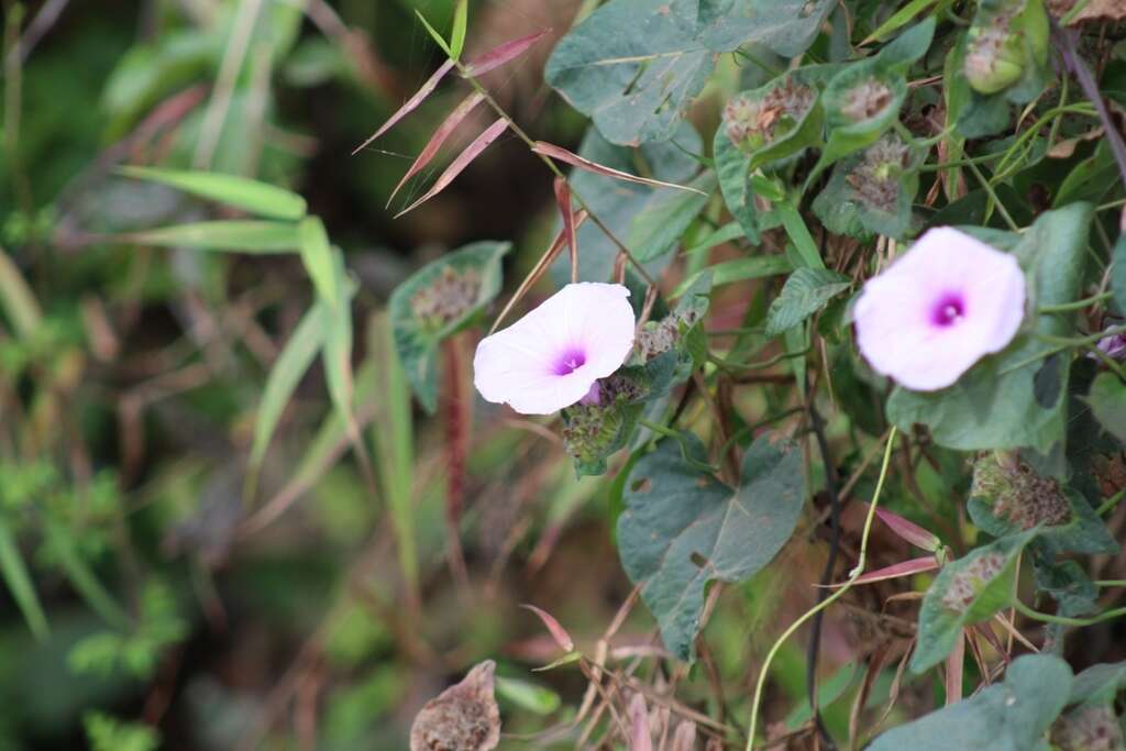 Image of Ipomoea involucrata Beauv.