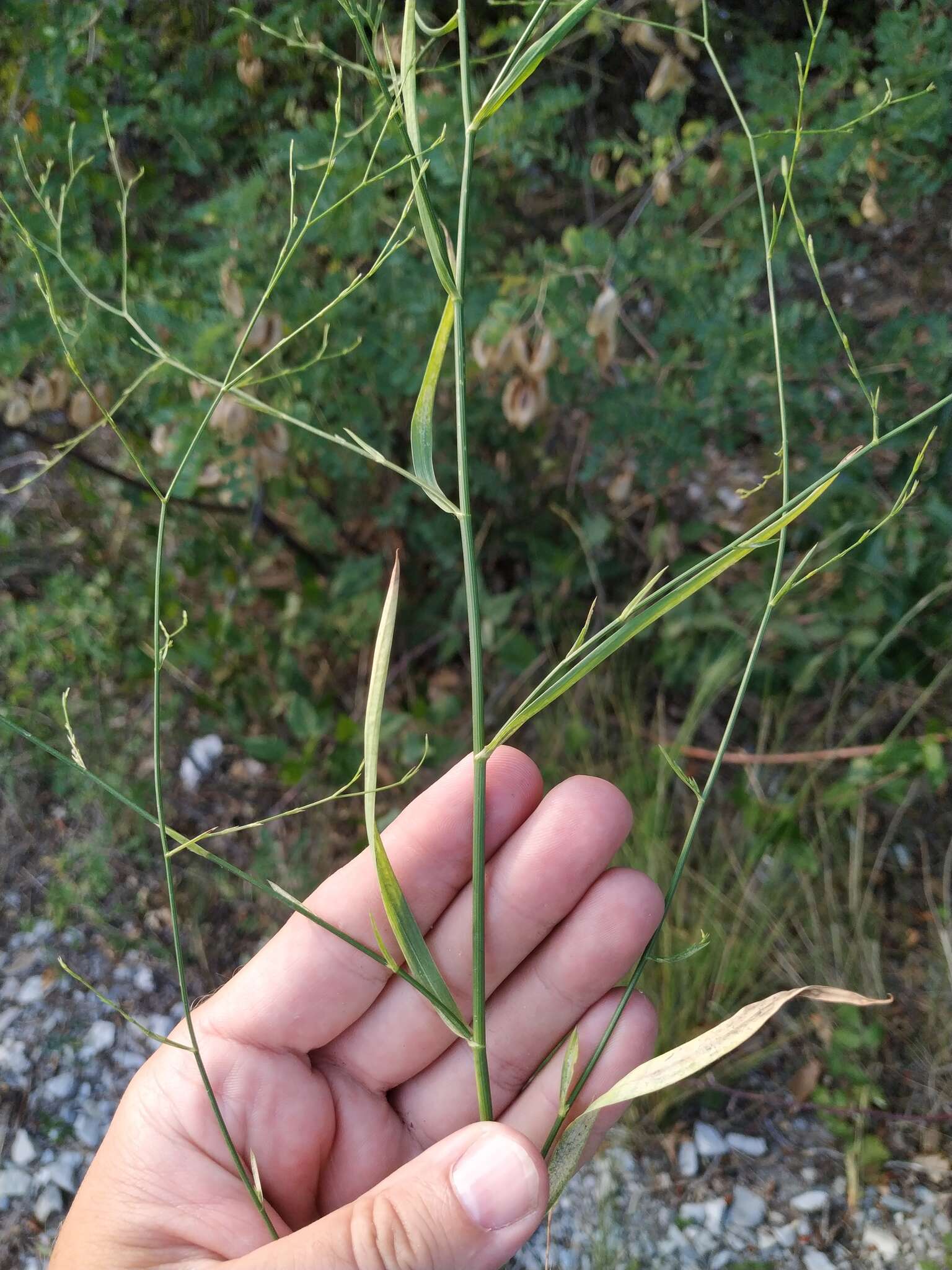 Bupleurum asperuloides Heldr. ex Boiss. resmi