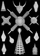 Image of Radiolaria