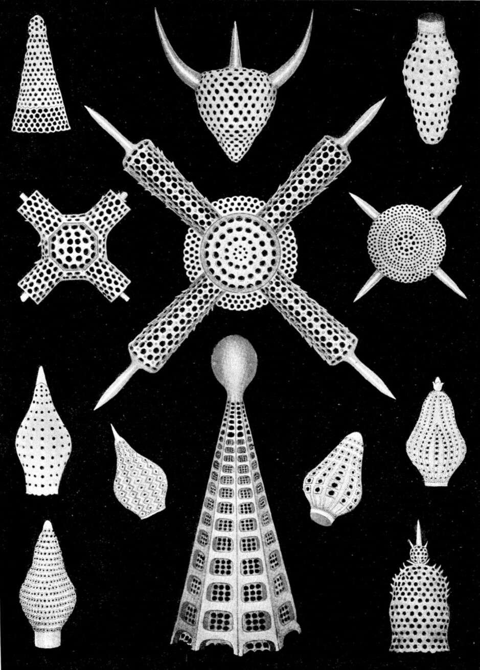 Image of Radiolaria