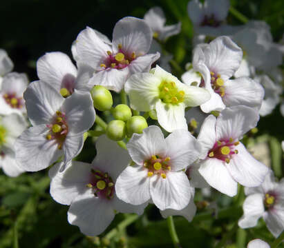 Image of sea kale