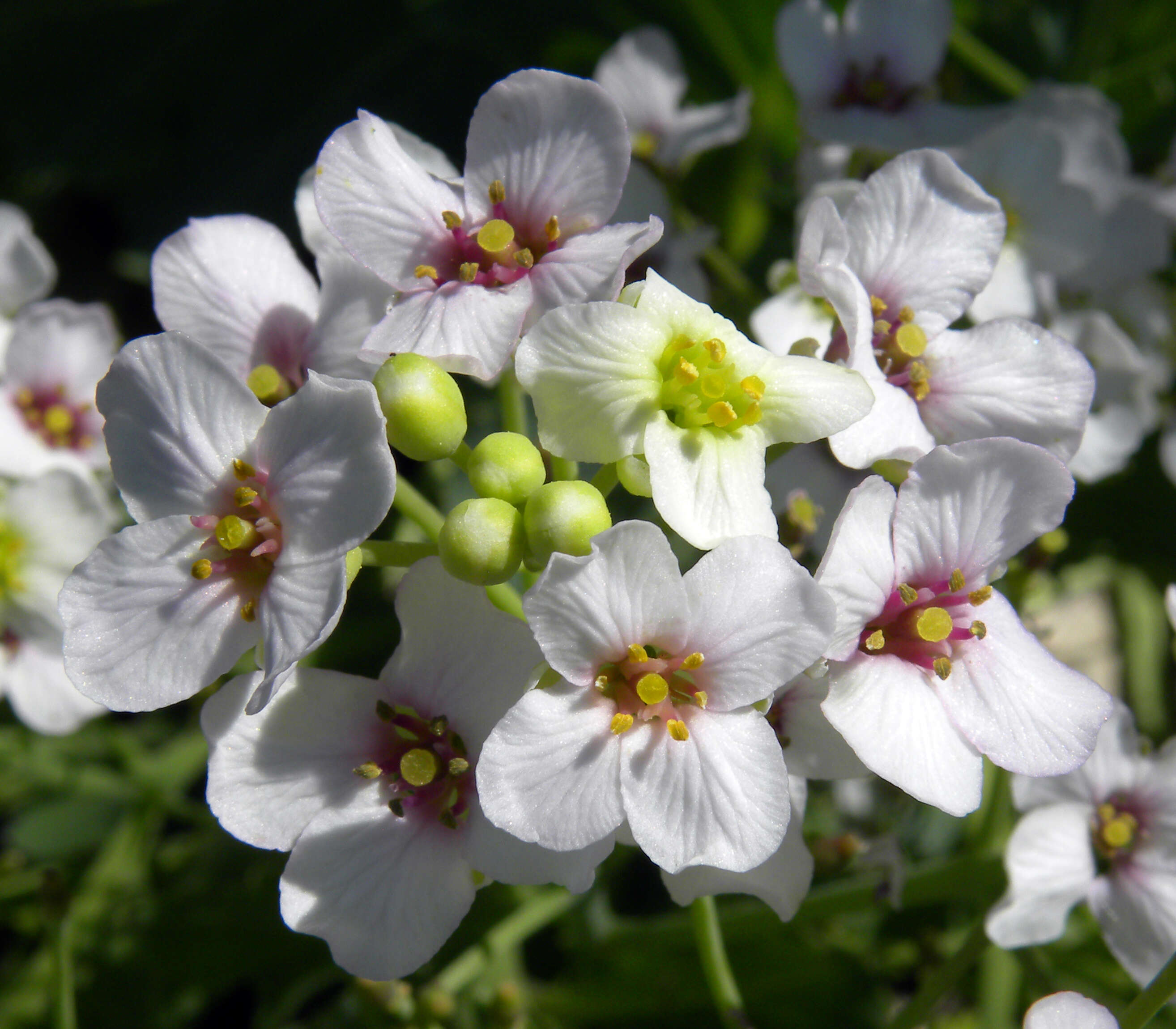 Image of sea kale