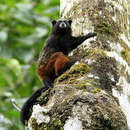 Image of Saguinus fuscicollis weddelli (Deville 1849)