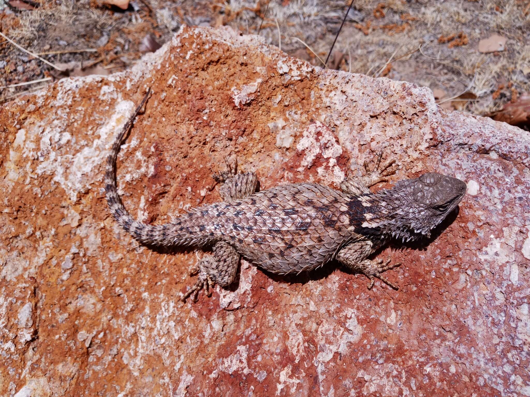 Image of Sceloporus torquatus melanogaster Cope 1885